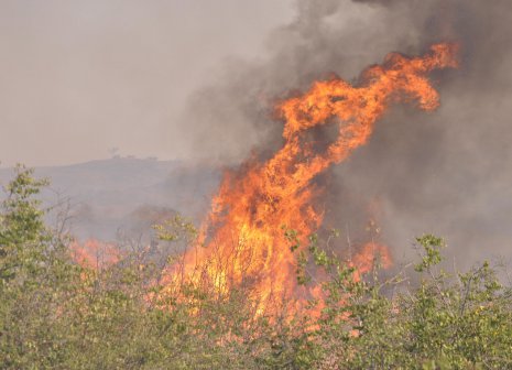 Пожар бушува край хасковското село Татарево