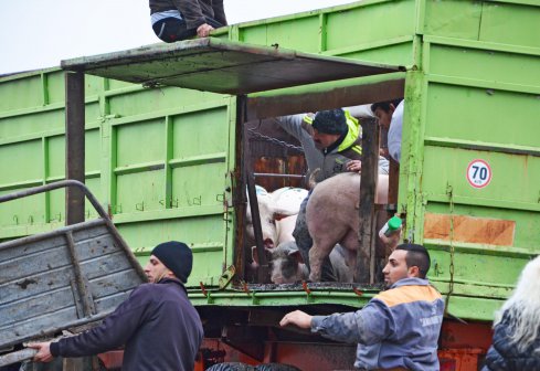 Евакуират свинеферма в Крушаре заради придошлата Тунджа