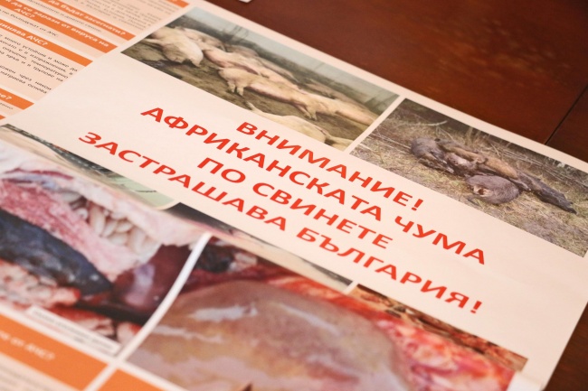  Започва броене на свинете в Хасковска област заради африканската чума 
