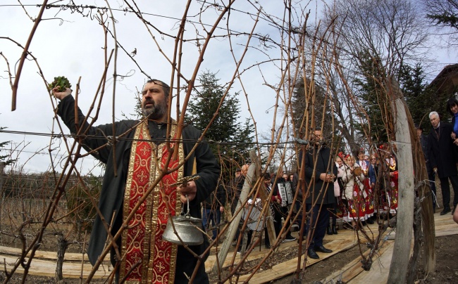 В двореца Евксиноград зарязаха лозята за празника Трифон Зарезан