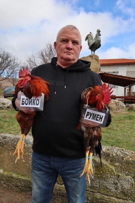 Председателят на партията на българските мъже Росен Марков организира бой с петли