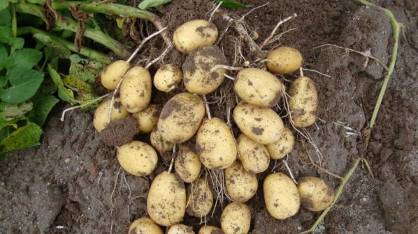 Субсидиите за картофи се радват на интерес