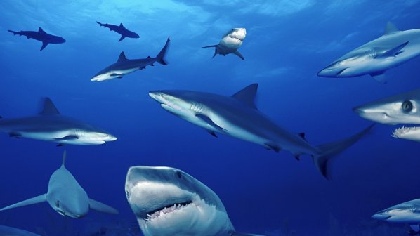 Забраниха лова на акули около Бахамите