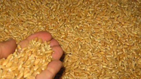 Ще премахват ДДС за износ на зърно