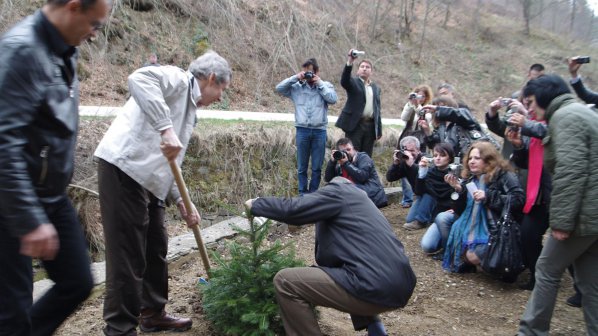 Проверяват за незаконна сеч на елхи