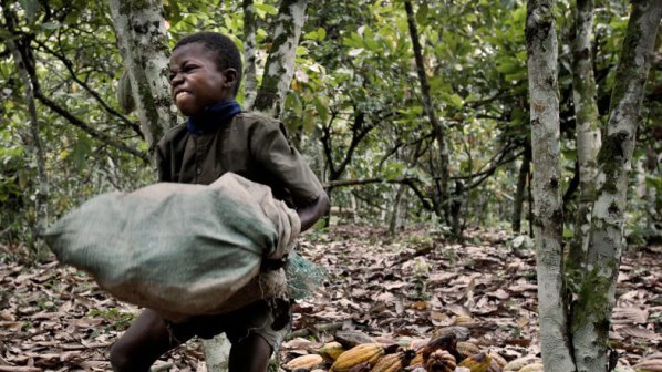 Nestle призна, че е използван детски труд на какаовите плантации