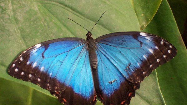 ГМО пеперуди изработват коприна, здрава като стомана