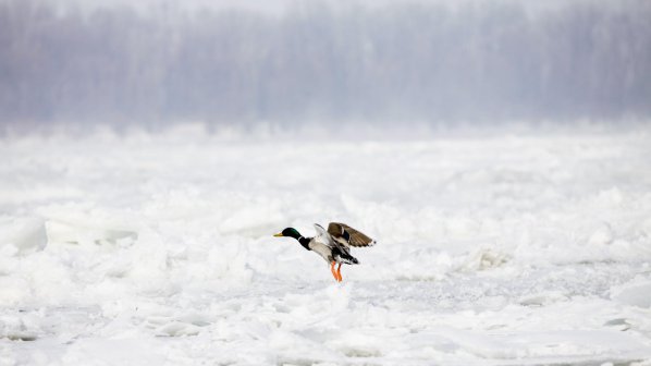 Дунав замръзна напълно