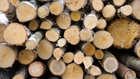 Найденов иска горските стопанства да добиват дървесина