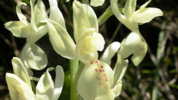 Рядък вид орхидея цъфти в Източни Родопи