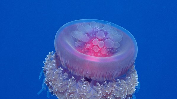 Опасни медузи атакуват Средиземно море