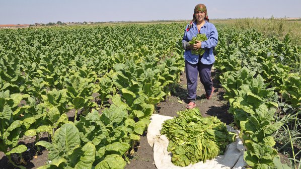 Субсидирането на тютюнопроизводителите продължава