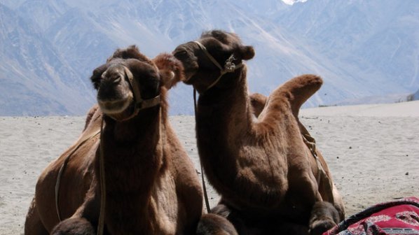 В Дубай ще създават генномодифицирани камили