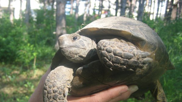 Костенурките у нас намаляват катастрофално