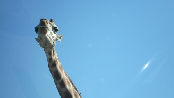 Почина жирафът, който избяга от цирк в Болоня