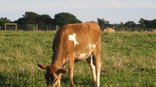 В Нова Зеландия създадоха ГМО-крави