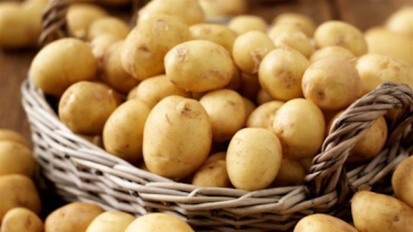Сушата проваля реколтата от картофи