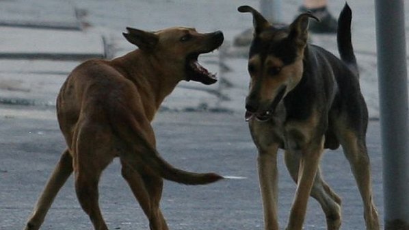 В Силистра убиват бездомните кучета с отровни кренвирши