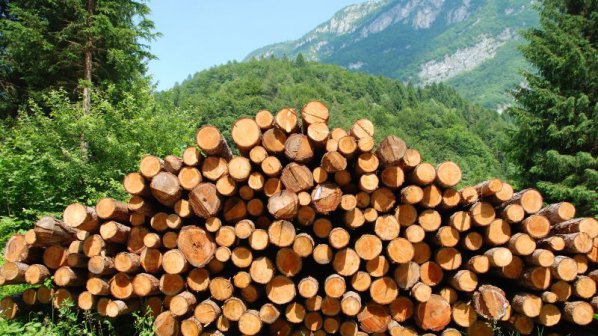 Криза на пазара на дървесина