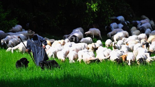 Втори национален събор на овцевъдите край Петропавловския манастир