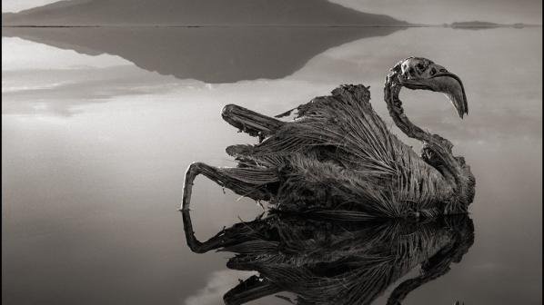 Смъртоносно езеро превръща животните в камък (снимки)
