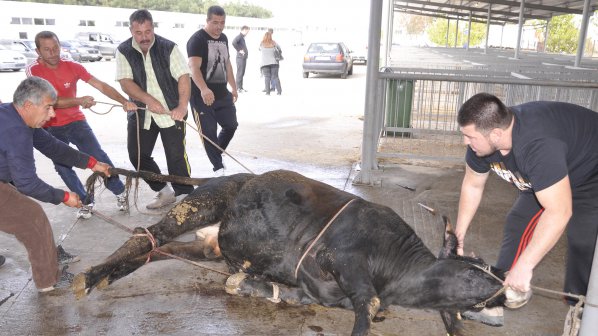 Дариха бик на бежанците в село Пъстрогор (снимки)
