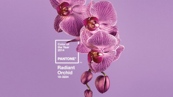 Сияеща орхидея - цветът на 2014 г.