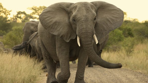 Слонът Миа избяга от цирк в Рим