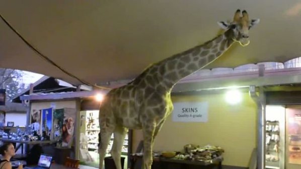 Жираф шашна туристи в бар (видео)
