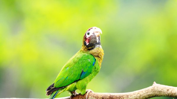 I ve parrot. Small Parrot. Metaphor Parrot. Costa Rica Parrots. Parrot Flying.