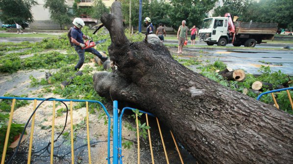Паднало дърво премаза кола в Благоевград