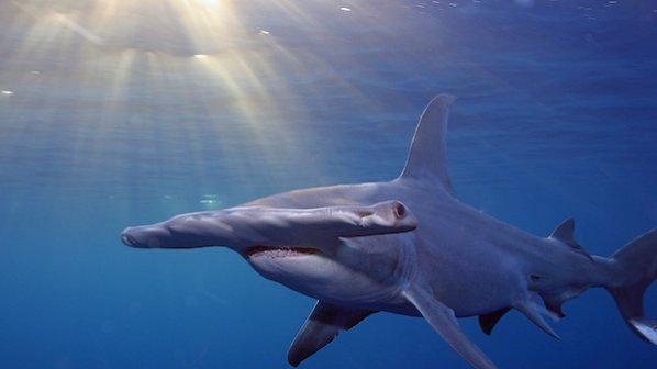 Рибари изродиха малките на една от най-опасните акули (видео)