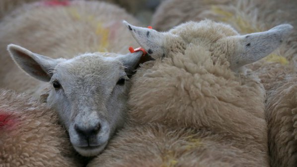 В кюстендилско село мъж отглежда над 80 овце в гаража си