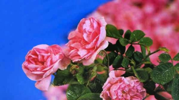 Маслодайни рози посрещат пътниците на Летище София