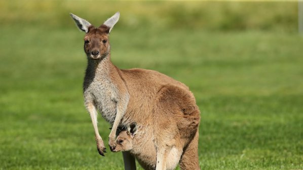 Американски учени: Опашката на кенгуруто е пети крак