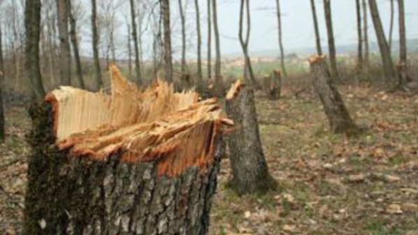 Корояд унищожи 1000 декара гори в Кюстендилско