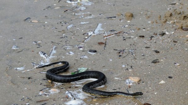Змия падна от небето върху мъж на плаж край Балчик
