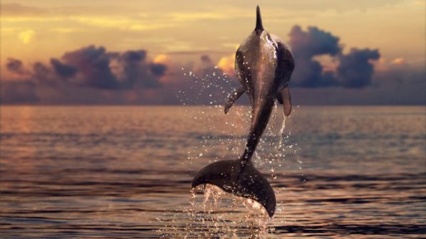 Рибарите на война с делфините