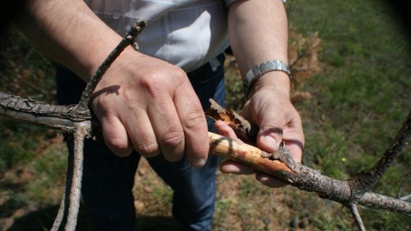 Върхов корояд нападна горите на Перник