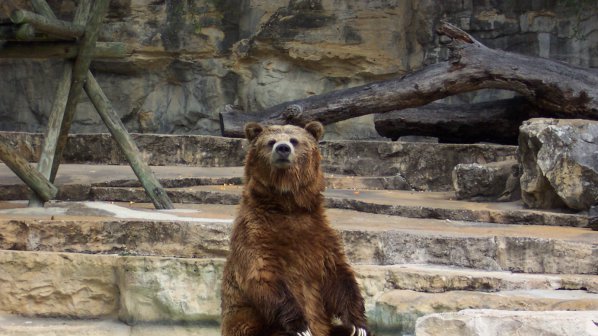 Посетители хвърлят пиратки по мечките
