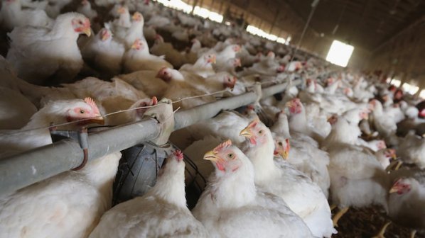 Цената на пилешкото се срина заради руското ембарго