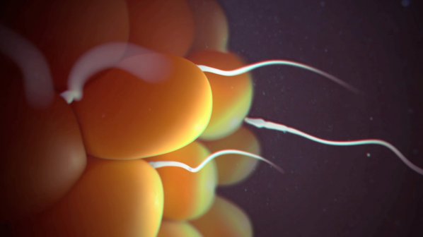 Създадоха изкуствена сперма и яйцеклетки