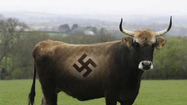 Любимата порода крави на Хитлер е опасна