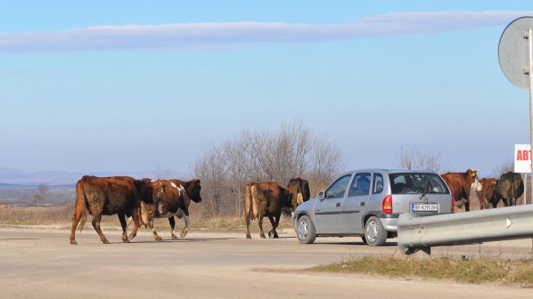 Стадо крави застрашават трафика по Е 79 (снимки)