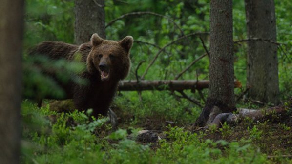 Засадиха плодни дръвчета за мечките на Витоша