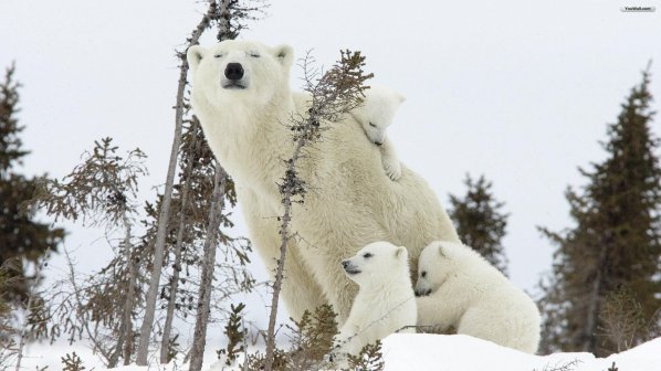 Учени: Краката на белите мечки миришат