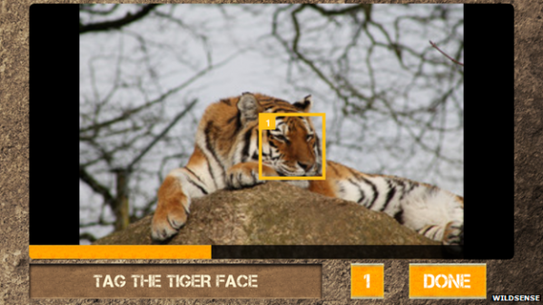 Мобилно приложение помага на учените да наблюдават популацията на тигрите