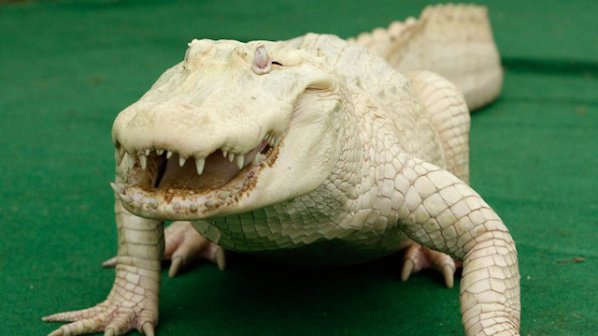 Виждали ли сте бял крокодил? Ето ги и животните албиноси (снимки)