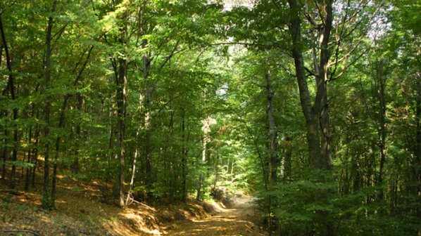 Жандармерия ще пази горите
