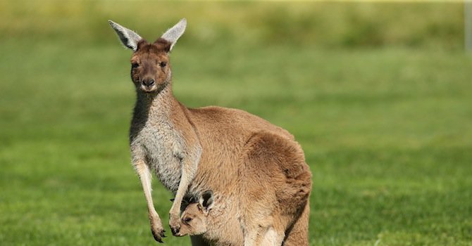 Откраднаха малко кенгуру от торбата на майката в американски зоопарк (видео)